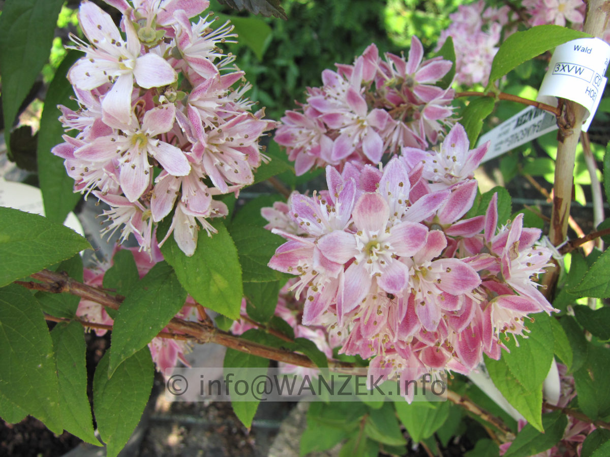 Deutzia Strawberry Fields - Macro1.JPG
